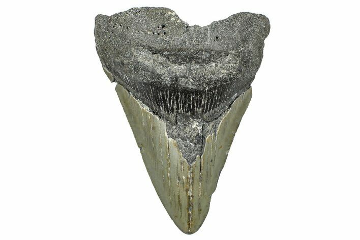 Bargain, Fossil Megalodon Tooth - North Carolina #368456